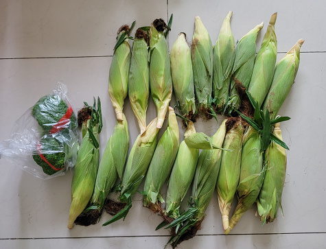 fresh corn for sale