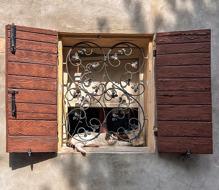 Embracing the serenity of Santarcangelo di Romagna, where even the resident cats find solace behind ancient window bars and wooden shutters.