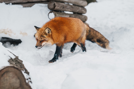 Cute fox on snow in winter season