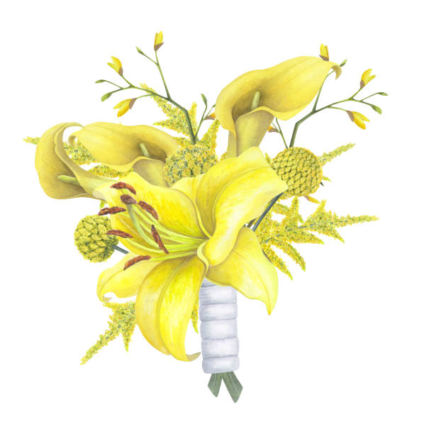 White Lily & Solidago White Lily & Solidago