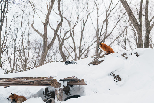 Red fox in winter in Sweden.