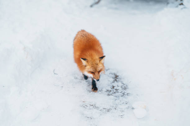 Cute fox on snow in winter season