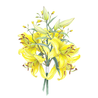 Lilies Yellow flowers branch bouquet with buds, leaf isolated on white background. Watercolor hand drawn botanic sketch illustration. Art design wedding invitation, greeting card, decoration graphic.