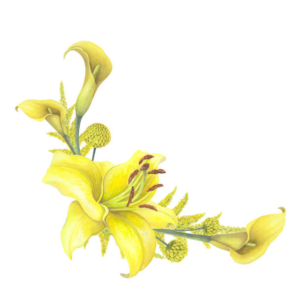 White Lily & Solidago White Lily & Solidago