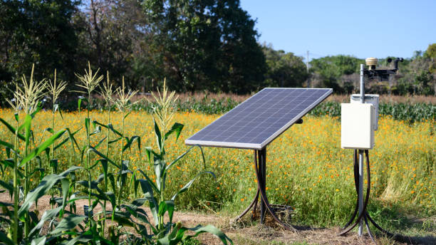 istock Small solar panels corn field with. Renewable energy and agriculture concept 1989587586