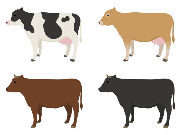 kuh-illustrationsset - rindfleisch stock-grafiken, -clipart, -cartoons und -symbole