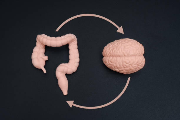 istock Intestine and Human Brain Isolated on Black with Circular Arrows 1989592424