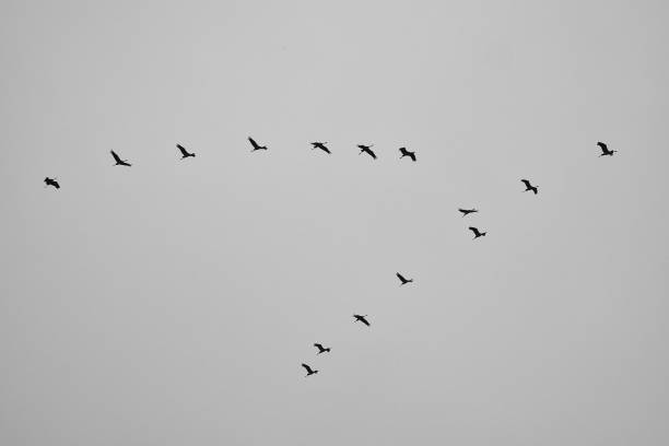 istock Cranes fly in V formation in the sky. Migratory birds on the Darss. black white 1989593492