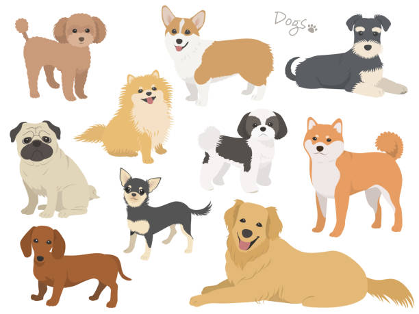 dog breed set - dachshund dog white background hunting dog stock illustrations