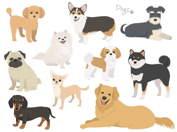 dog breed set - dachshund dog white background hunting dog stock illustrations