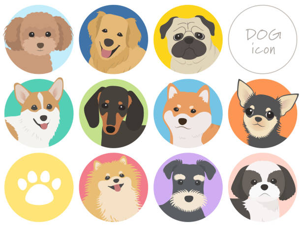 ilustrações de stock, clip art, desenhos animados e ícones de icon set of various dog breeds - dachshund dog white background hunting dog