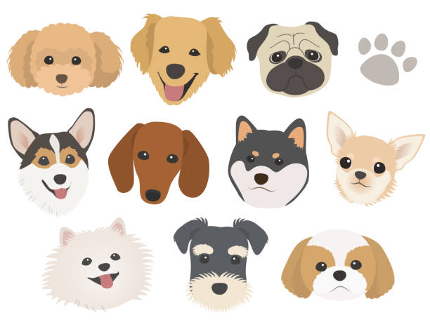 ilustrações, clipart, desenhos animados e ícones de conjunto de ilustração facial de várias raças de cães - dachshund dog white background hunting dog