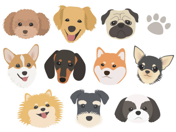 zestaw ilustracji twarzy różnych ras psów - dachshund dog white background hunting dog stock illustrations