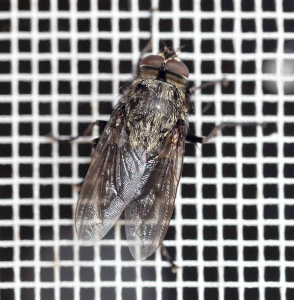 istock Close-up of a fly on a mosquito net. Macro 1989593858