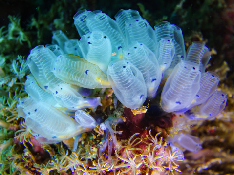 Blue Sea Squirt, Central Visayas, Philippines.