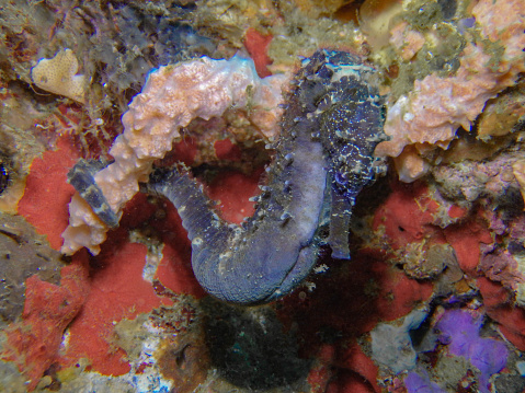 Black seahorse, Central Visayas, Philippines.