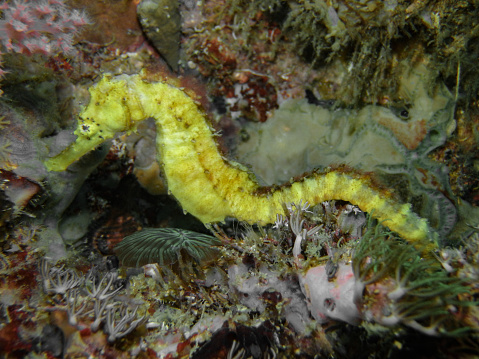 Yellow seahorse, Central Visayas, Philippines.