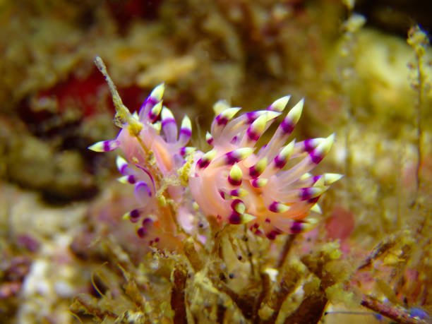 flabellina desiderabile - puerto galera foto e immagini stock