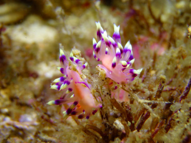 flabellina desiderabile - puerto galera foto e immagini stock