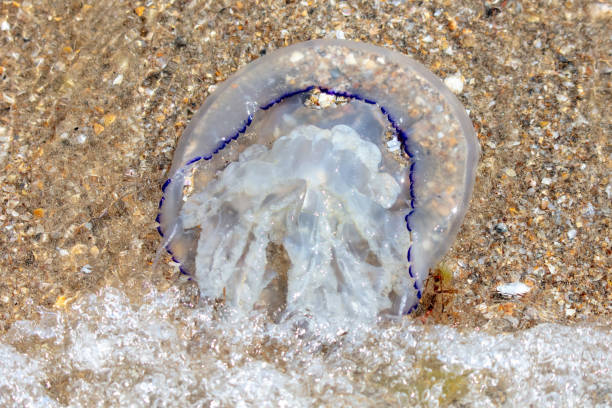 istock Jellyfish on the seashore. Close-up 1989604219