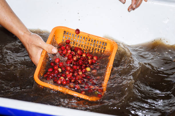 farmer washes red raw coffee beans with water system - coffee crop farmer equality coffee bean - fotografias e filmes do acervo