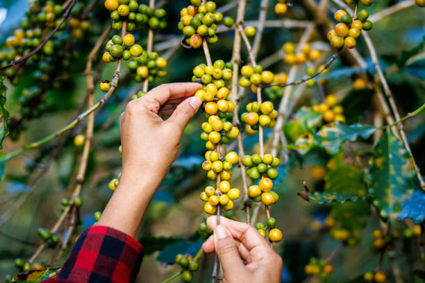 farmer using his hands to picking up yellow coffee beans on the branch in the coffee plantation in the valley, coffee planting project in the forest - coffee crop farmer equality coffee bean - fotografias e filmes do acervo