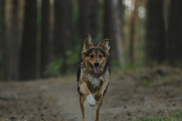 istock Mongrel in the woods. A cute red dog walking in a coniferous park. 1989610042