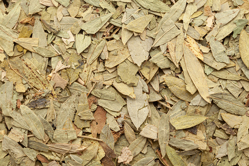 Close-up of Dry Organic Sanay or Senna (Senna alexandrina) leaves, Full-Frame wallpaper. Top View
