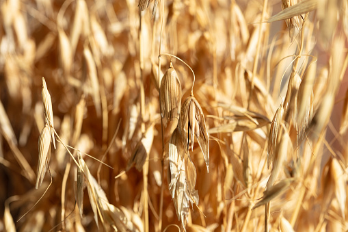 background of dried barley