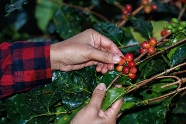 farmer  picking up raw cherry coffee beans on the branch in the coffee plantation in the valley, coffee planting project in the forest at doi thep sadet didtrict, chiang mai, thailand, - coffee crop farmer equality coffee bean - fotografias e filmes do acervo