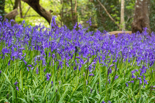 Detail of a Carpet of Bluebell Flowers (Hyacinthoides non-scripta) and Woodland Floor. - fotografia de stock