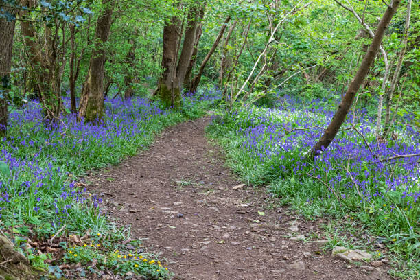 Sentier de jacinthe des bois : Détail d’un tapis de fleurs de jacinthes des bois (Hyacinthoides non-scripta) poussant dans une forêt de chênes au printemps. - Photo