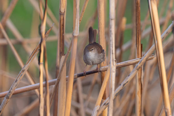 Cetti`s Warbler on dry reed. Cettia cetti.