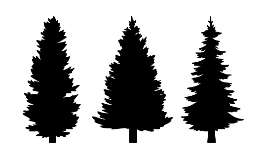 Black silhouettes of fir trees on a white background. Vector of silhouette black tree illustration