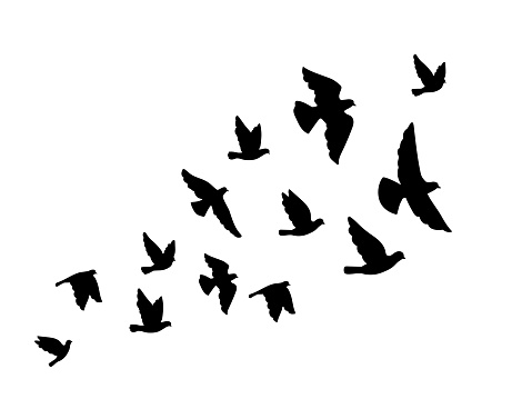 Black silhouettes of flying birds on a white background. Illustration of silhouette black flight, pigeon bird monochrome vector