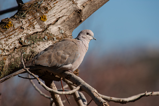 A gray bird on a tree branch. Eurasian Collared Dove. Latin name Streptopelia decaocto.