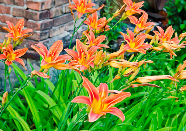 istock red daylily flowers with green leaves 1989645839