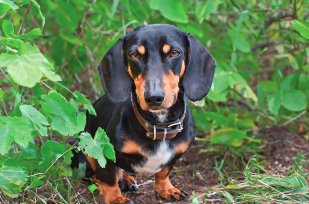 dachshund sits among green leaves