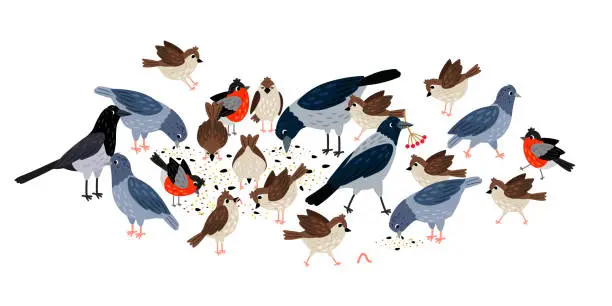 Vector illustration of Crow, magpie, pigeon, bullfinch, sparrow eat seeds next to each other. Collection of cute birds on white background vector illustration