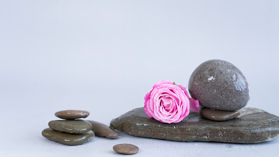 Beautiful rose flower and wet stones