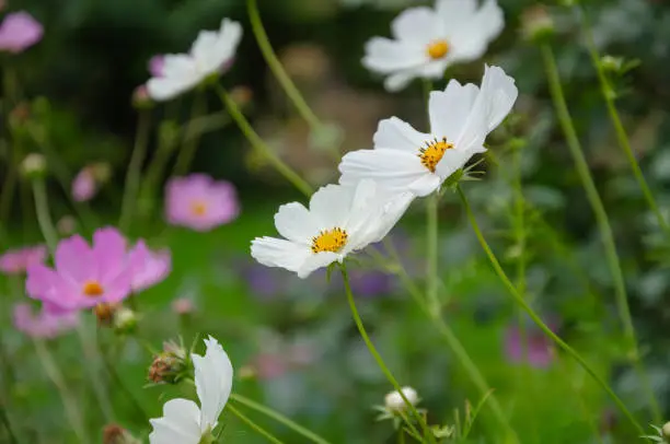 Annual plant Cosmea white blooms in the garden. High quality photo