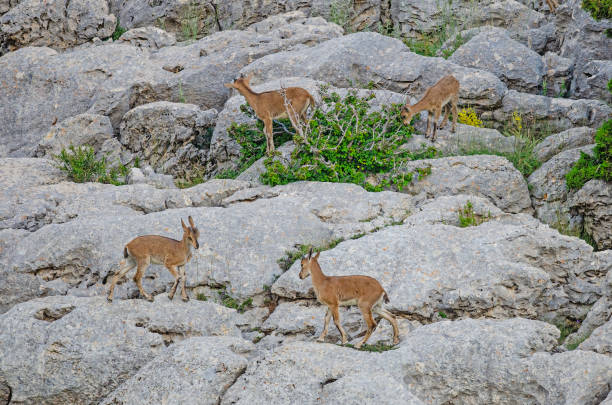 Wild goat kids playing on the rocks. Capra aegagrus.