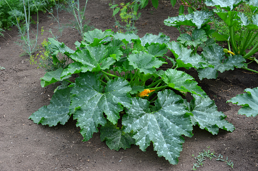 zucchini plant with blooming yellow flowers isolated in the garden bed