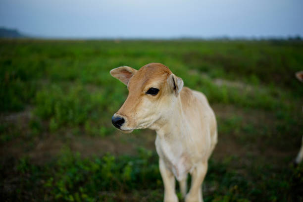 close up of cows on a blur green background