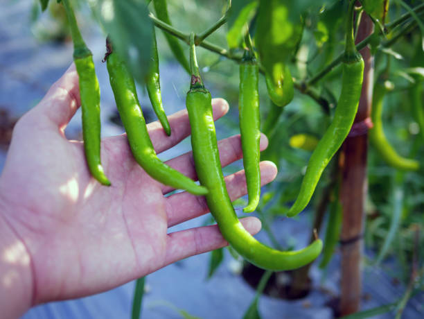 istock Organic green chilli growing in famer hand 1989669633