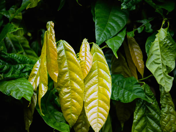 young leaves of cocoa tree,spring cacao leaf background,cocoa tree,cacao plant