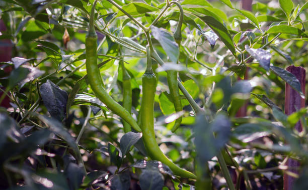 istock Green chilli in the garden, organic green chilli growing on chilli tree 1989669656