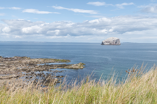 Bass Rock Nature Reserve in the Firth of Forth, Bass Rock, Scotland
