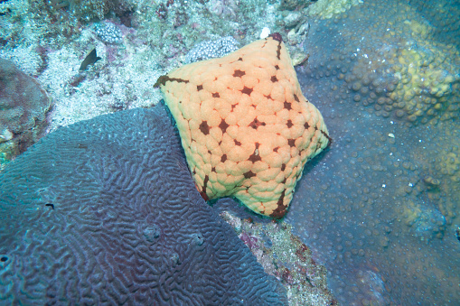 Cushion Starfish on a coral wall off the coast of Musandam in Oman