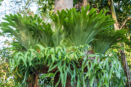 Platycerium coronarium is a species of epiphytic staghorn fern having two types of leaves on the tree.